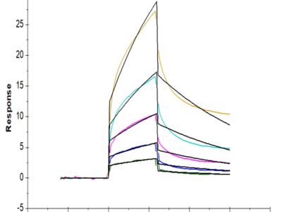 Human IL-17C Protein (ILC-HM417)