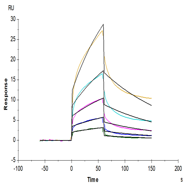 Human IL-17C Protein (ILC-HM417) Human IL-17C Protein (ILC-HM417)