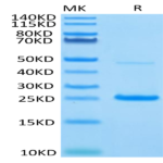 Human IL-17C Protein (ILC-HM417)