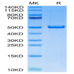 Human ILDR2 Protein (ILD-HM202)