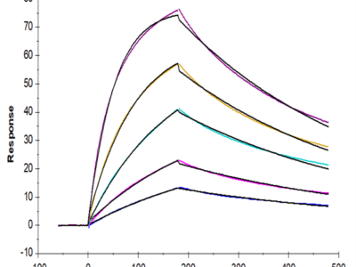 Cynomolgus IL-17F Protein (ILF-CM117)