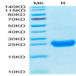 Cynomolgus IL-17F Protein (ILF-CM117)