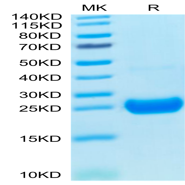 Cynomolgus IL-17F Protein (ILF-CM117)