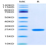Human IL-1F10/IL-38 Protein (ILF-HE138)