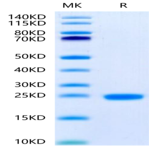 Human IL-1F10/IL-38 Protein (ILF-HE138)