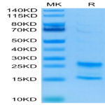 Human IL-17A&F Protein (ILF-HM118)