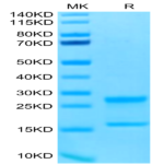 Biotinylated Human IL-17A&F Protein (ILF-HM418B)