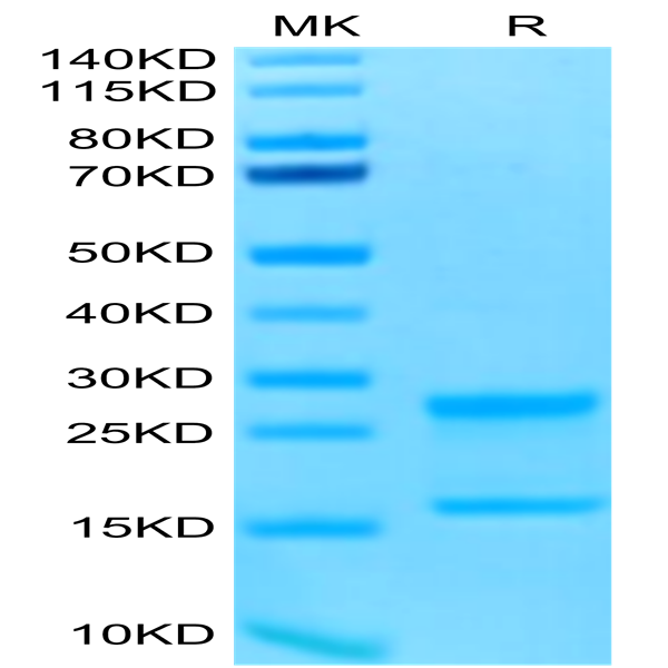 Biotinylated Human IL-17A&F Protein (ILF-HM418B)