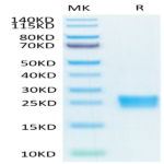Biotinylated Human IL-17F Protein (ILF-HM419B)