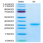 Mouse IL-17F Protein (ILF-MM417)