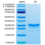 Biotinylated Mouse IL-17F Protein (ILF-MM417B)