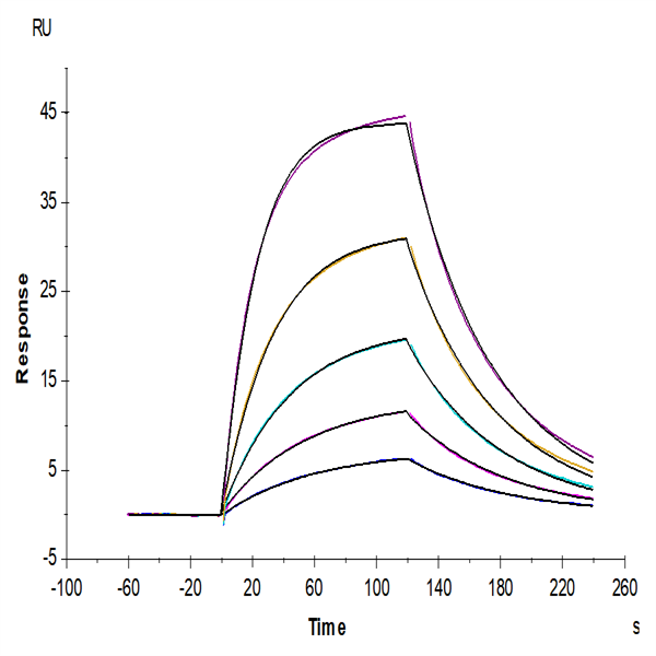 Cynomolgus IL-22R alpha 1 Protein (ILR-CM122) Cynomolgus IL-22R alpha 1 Protein (ILR-CM122)