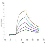 Cynomolgus IL-13Ra1 Protein (ILR-CM1R1)