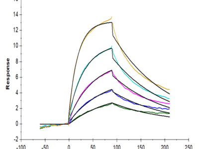 Cynomolgus IL-13Ra1 Protein (ILR-CM1R1)