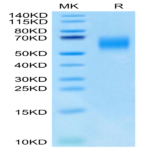 Cynomolgus IL-13Ra1 Protein (ILR-CM1R1)