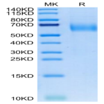 Canine IL-23R Protein (ILR-DM123)
