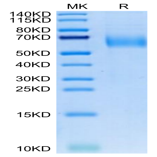 Canine IL-23R Protein (ILR-DM123)