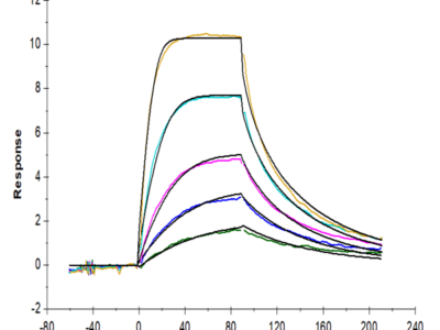 Human IL-11R alpha Protein (ILR-HM111)