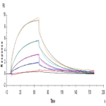 Human IL-12 R beta 1/CD212 Protein (ILR-HM112)