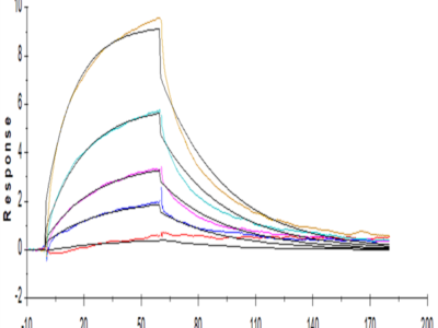 Human IL-12 R beta 1/CD212 Protein (ILR-HM112)