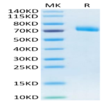 Human IL-12 R beta 1/CD212 Protein (ILR-HM112)