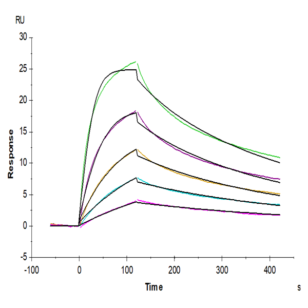 Human IL-23R Protein (ILR-HM123) Human IL-23R Protein (ILR-HM123)