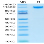 Human IL-27RA/TCCR Protein (ILR-HM127)