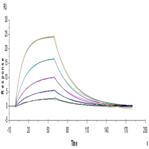 Human IL-13Ra1 Protein (ILR-HM1R1)