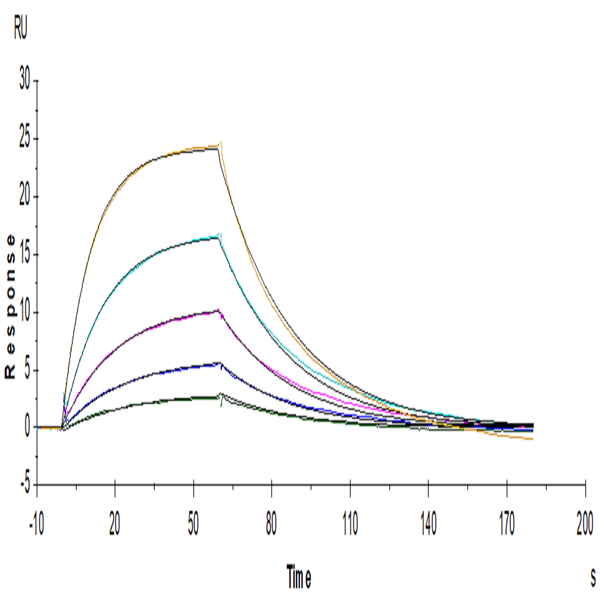 Human IL-13Ra1 Protein (ILR-HM1R1) Human IL-13Ra1 Protein (ILR-HM1R1)