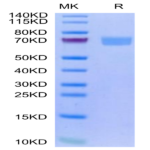 Human IL-22R alpha 1&IL-10R beta Protein (ILR-HM2AB)