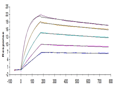 Human IL-2 R beta&IL-2 R gamma Protein (ILR-HM2BG)