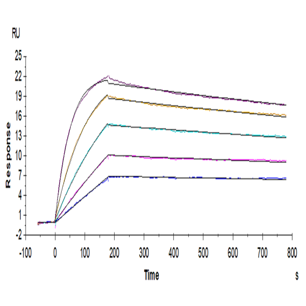 Human IL-2 R beta&IL-2 R gamma Protein (ILR-HM2BG) Human IL-2 R beta&IL-2 R gamma Protein (ILR-HM2BG)