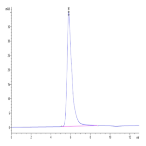 Human IL-13Ra2 Protein (ILR-HM2R2)