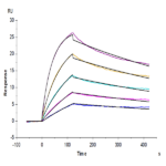 Human IL-23R Protein (ILR-HM323)