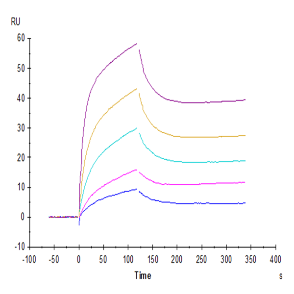 Human IL-6 R alpha/CD126 Protein (ILR-HM46R) Human IL-6 R alpha/CD126 Protein (ILR-HM46R)
