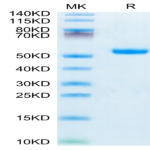Mouse IL-5 R alpha/CD125 Protein (ILR-MM15R)