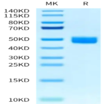 Mouse IL-13Ra2 Protein (ILR-MM1R2)