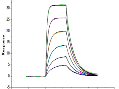 Rat IL-22R alpha 1 Protein (ILR-RM122)