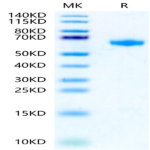 Rat IL-22R alpha 1 Protein (ILR-RM222)