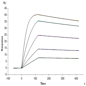 Rat IL-13Ra2 Protein (ILR-RM2R2)