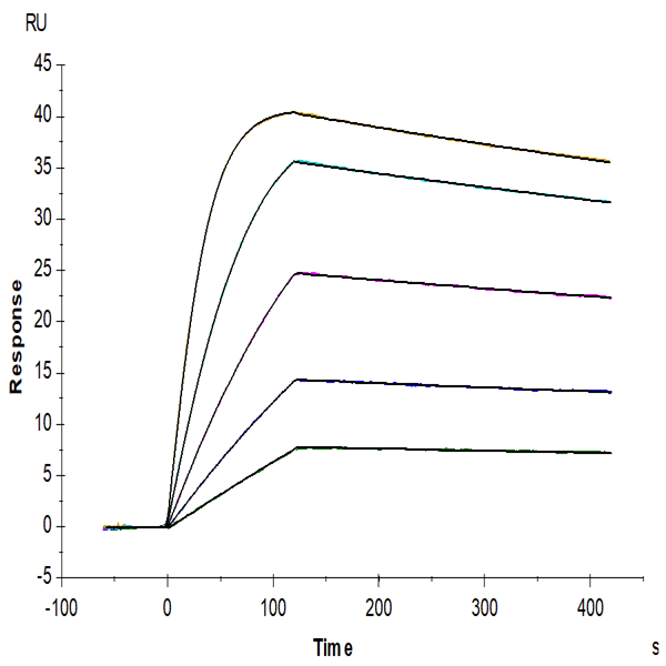 Rat IL-13Ra2 Protein (ILR-RM2R2)