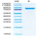 Rat IL-13Ra2 Protein (ILR-RM2R2)