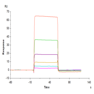 Human IGSF11 Protein (ISF-HM111)