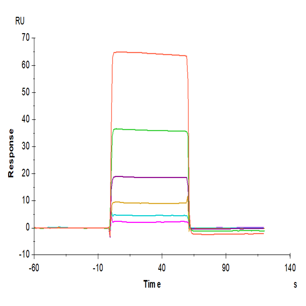 Human IGSF11 Protein (ISF-HM111) Human IGSF11 Protein (ISF-HM111)