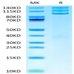 Cynomolgus Integrin alpha V beta 3 (ITGAV&ITGB3) Heterodimer Protein (ITG-CM1V3)