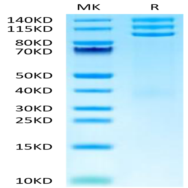 Cynomolgus Integrin alpha V beta 3 (ITGAV&ITGB3) Heterodimer Protein (ITG-CM1V3)