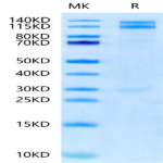 Human Integrin alpha 8 beta 1 (ITGA8&ITGB1) Heterodimer Protein (ITG-HM18B)