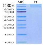 Human Integrin alpha 2 beta 1 (ITGA2&ITGB1) Heterodimer Protein (ITG-HM1AB)