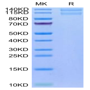 Human Integrin alpha 2 beta 1 (ITGA2&ITGB1) Heterodimer Protein (ITG-HM1AB)