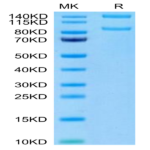 Human Integrin alpha M beta 2 (ITGAM&ITGB2) Heterodimer Protein (ITG-HM1MB)